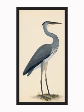 (image for) Rudbeck CFA_BF 03 Grey Heron