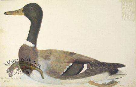 (image for) 249 Swedish Birds . Anas boschas . Mallard . Female