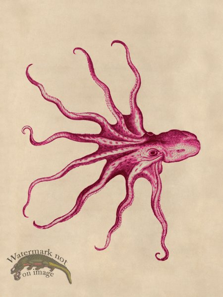 (image for) Octopus Pink 29