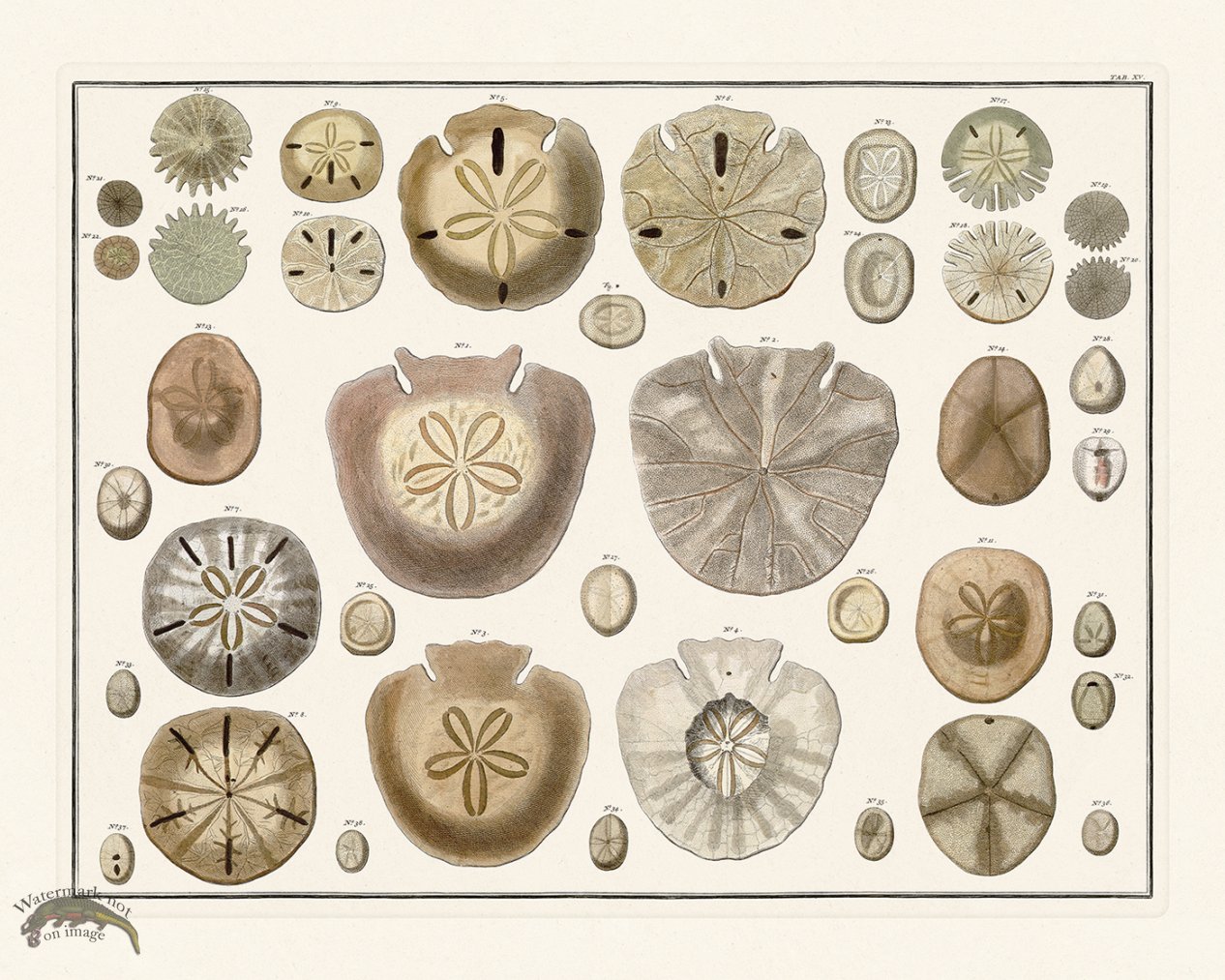 (image for) Seba B2 015 Sand Dollars