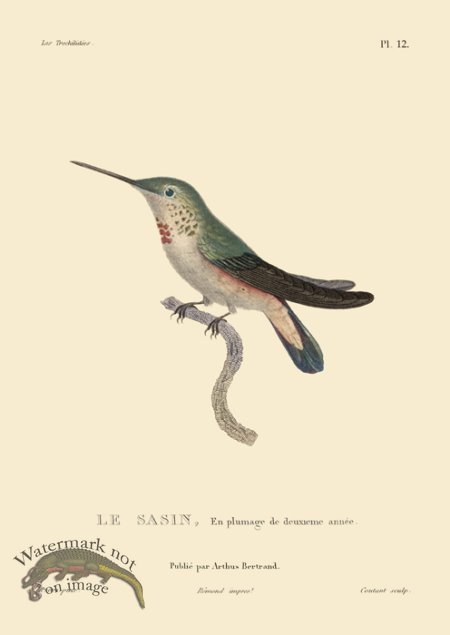 (image for) Humming Bird 12