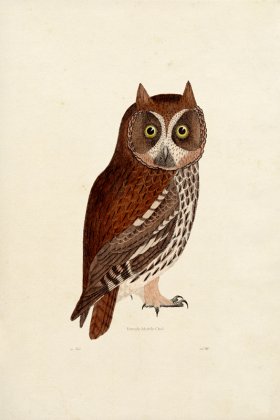 KO 13 Female Mottle Owl