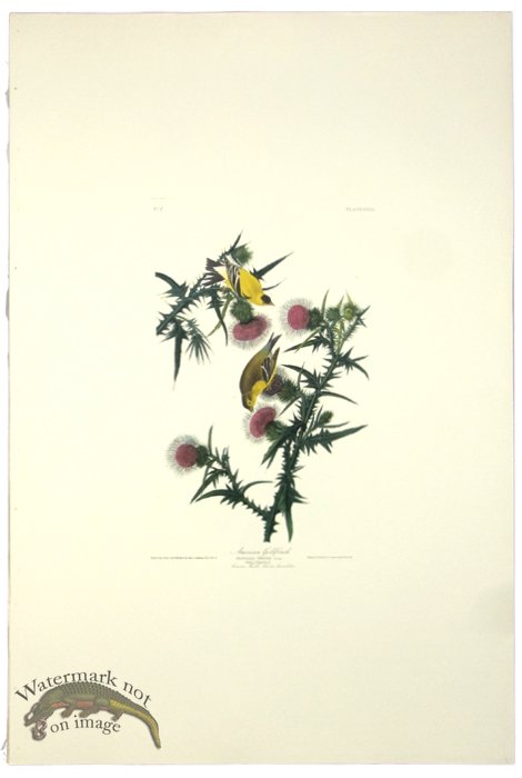 American Goldfinch