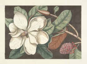 Catesby Magnolia 1