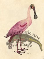 Roseate Spoonbill - Tribute Bd 03