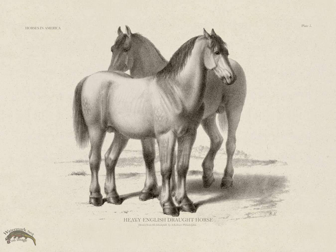 English Draught Horse