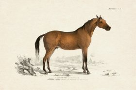 (image for) FNH 15 Arabian Horse