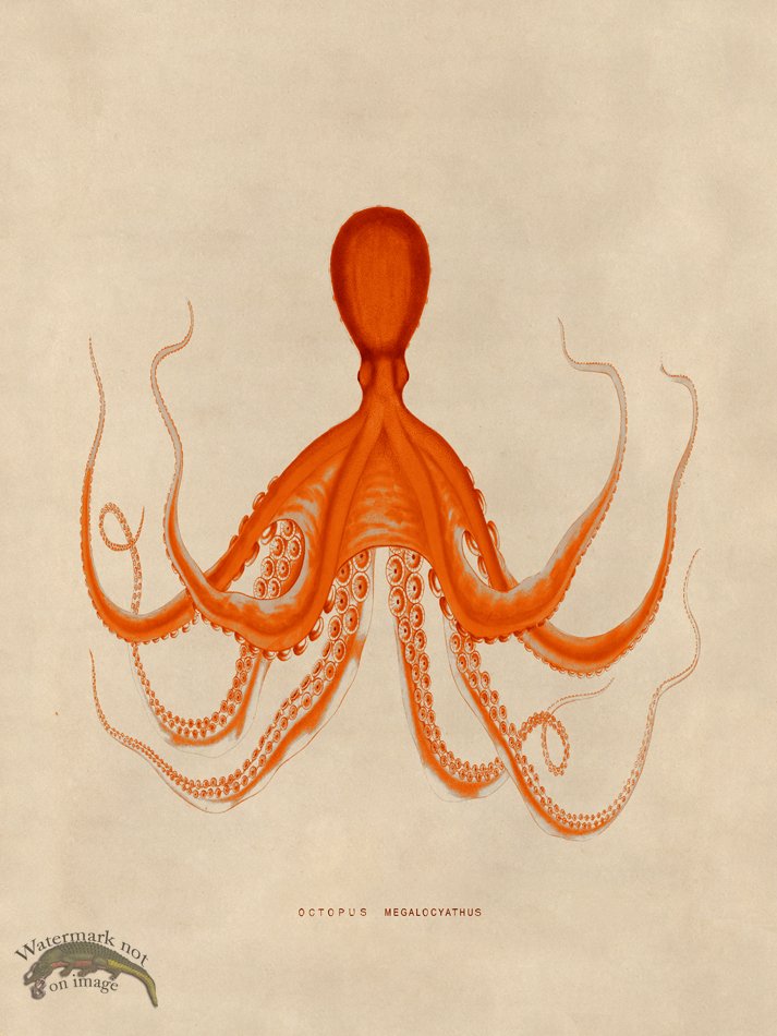 (image for) Octopus Orange 19