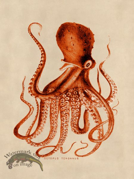 (image for) Octopus Orange 09