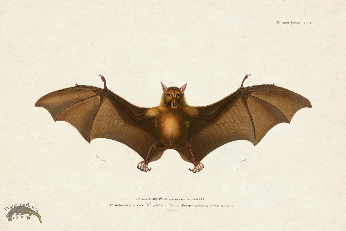 (image for) FNH 23 Fruit Bat