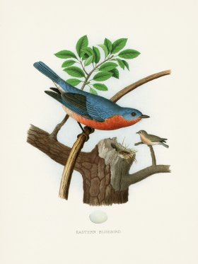 Thomas Gentry Bird 23