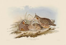 10 White-eared partridge