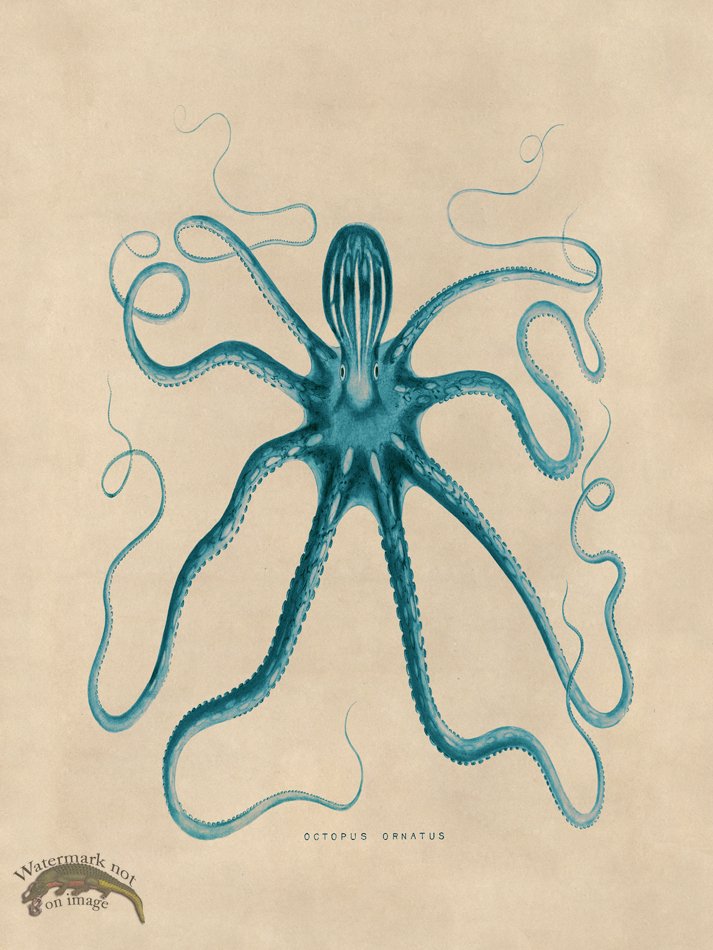 (image for) Octopus Teal 18