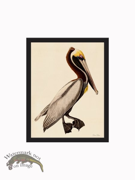 (image for) Rudbeck CFA_BF 99 Brown Pelican