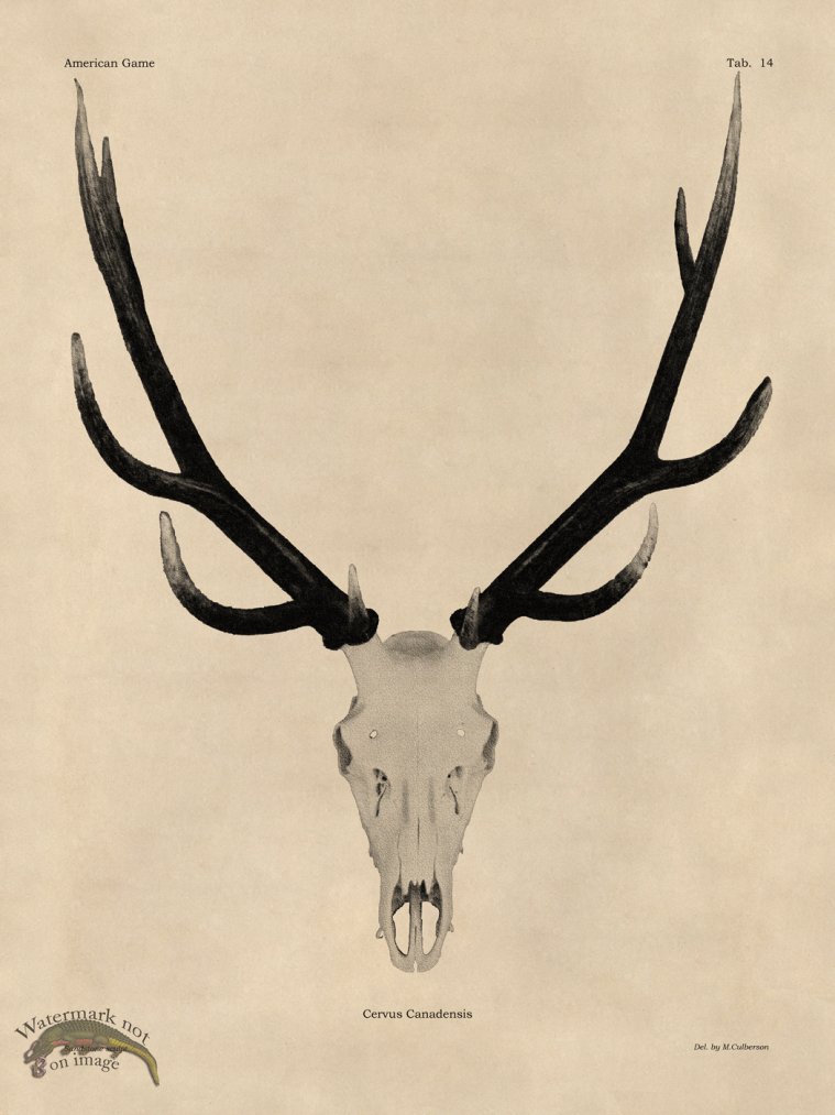 (image for) Tan Bones 14 Elk