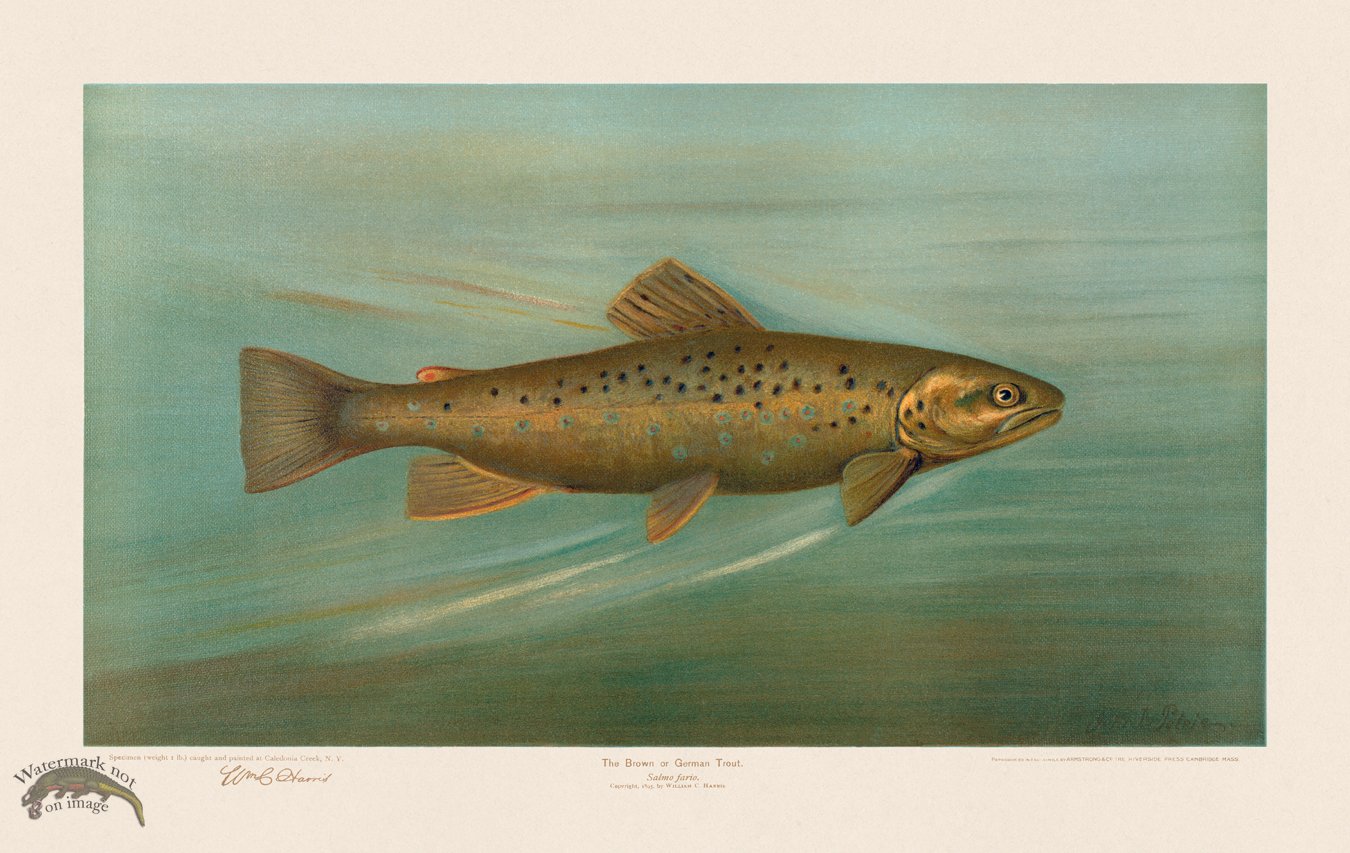 (image for) Brown Trout