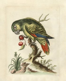 (image for) Edwards Parrot 22.jpg