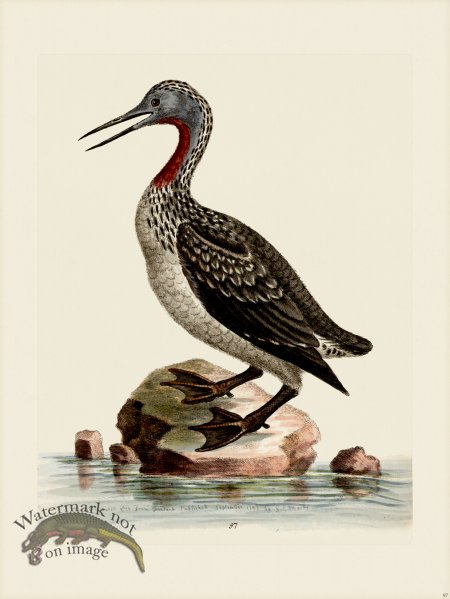 (image for) Edwards 097 Red throated Ducker