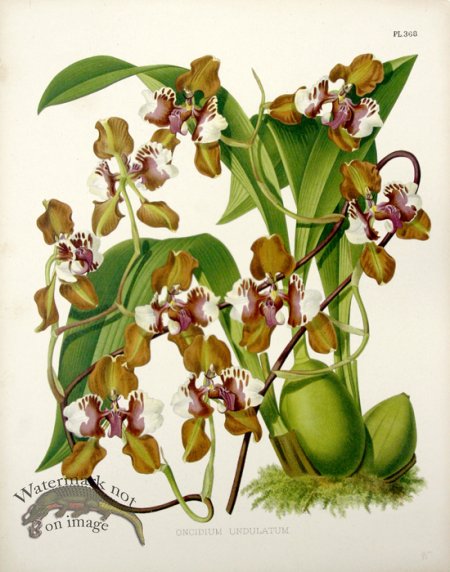 (image for) Linden Orchids 08