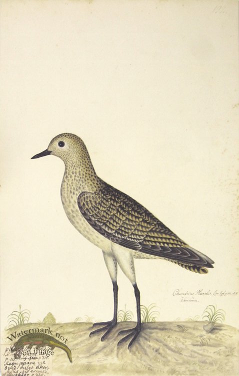 192 Swedish Birds . Charadrius Pluvialis, European Golden Plove