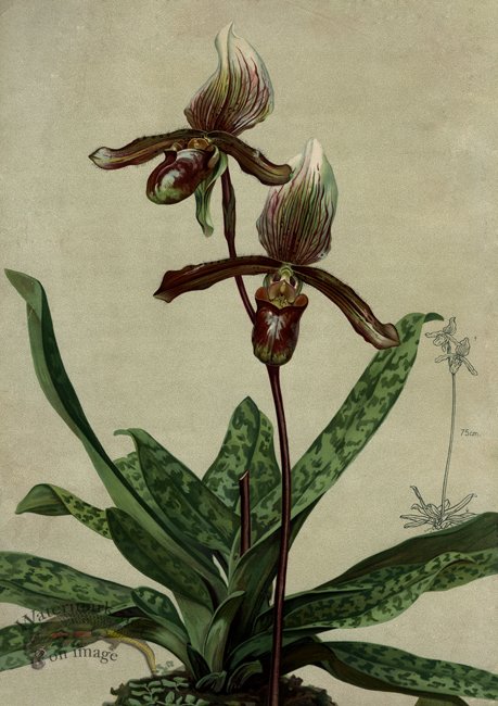 (image for) orchid 06