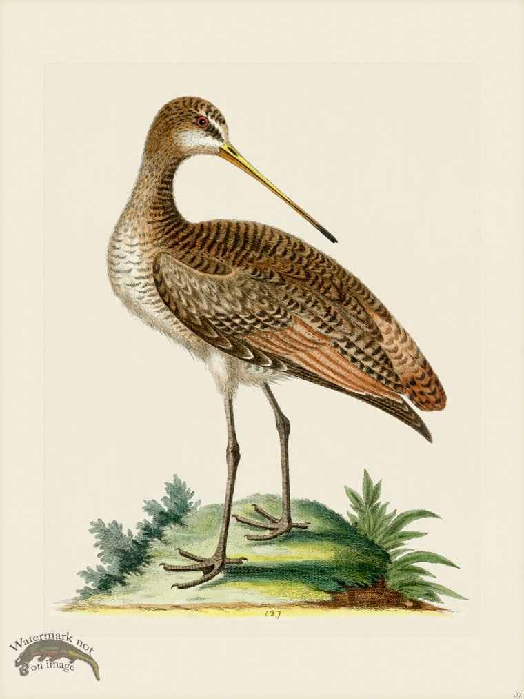 (image for) Edwards 137 greater American Godwit