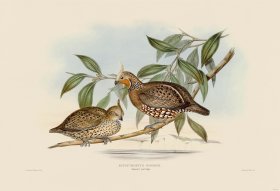 11 Sonnini's partridge