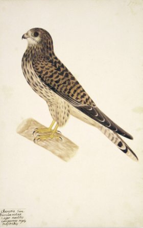 177 Swedish Birds . Falcon