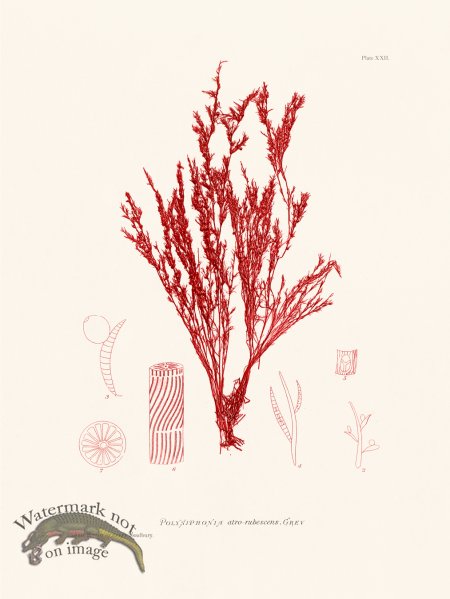 (image for) Bradbury Seaweed 022