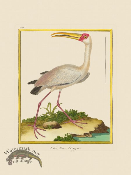 (image for) Martinet Bird 389