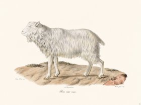 (image for) Cuvier 146 Goat Without Horn