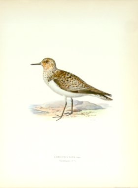 Swedish Birds 11