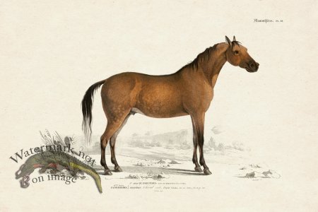 (image for) FNH 15 Arabian Horse