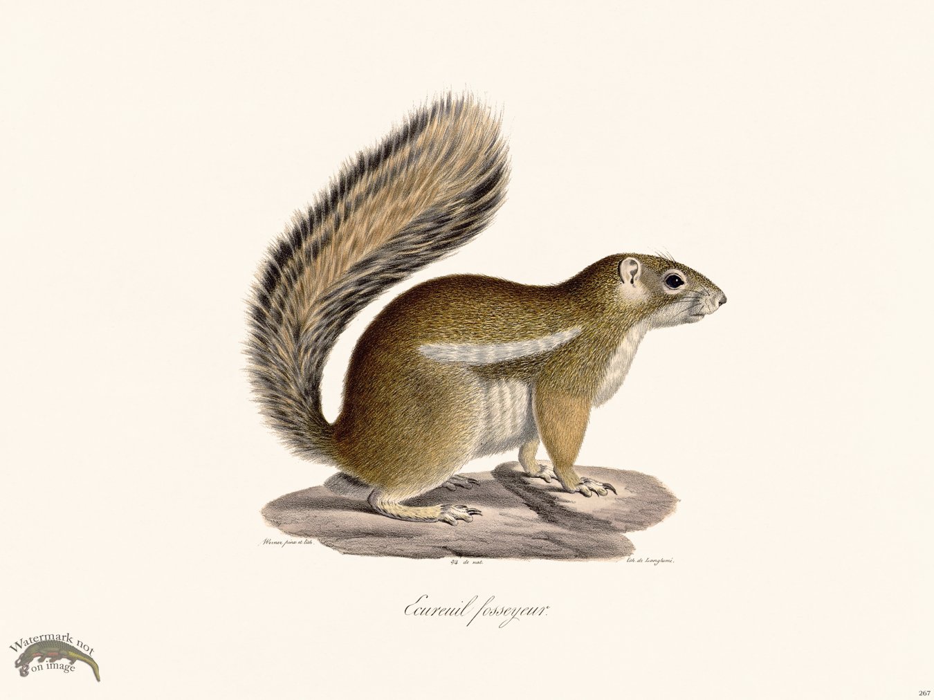 Cuvier 267 Fosseyeur Squirrel