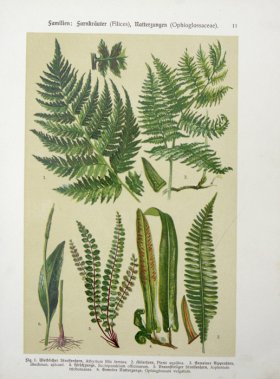 Botanical Atlas 1911 09