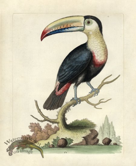 (image for) Edwards Parrot 17.jpg