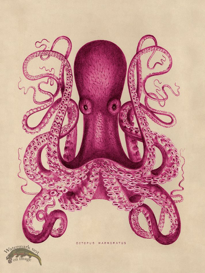 (image for) Octopus Pink 01