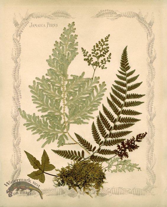 Jamaican Fern 02