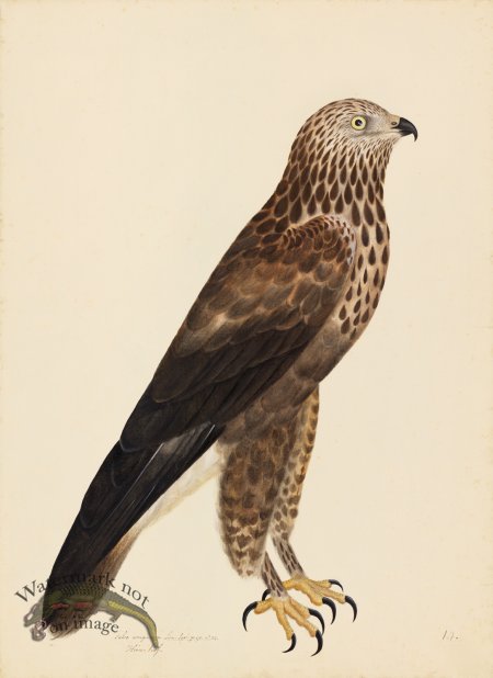 (image for) ROUGH-LEGGED BUZZARD . PL 14