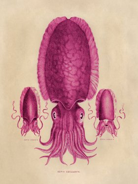 Octopus Pink 04