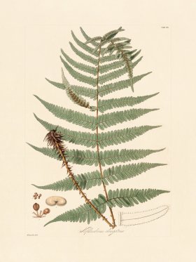 Hooker Fern 07