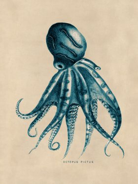 Octopus Teal 10