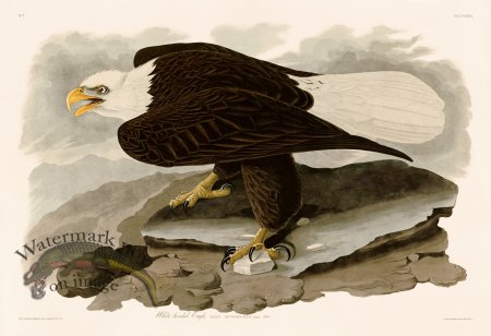 (image for) 031 White headed Eagle