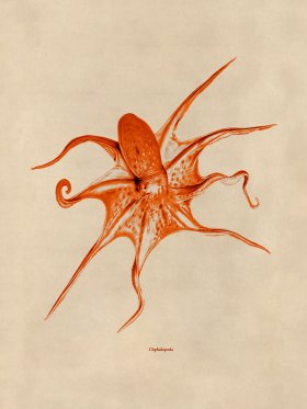 Octopus Orange 25