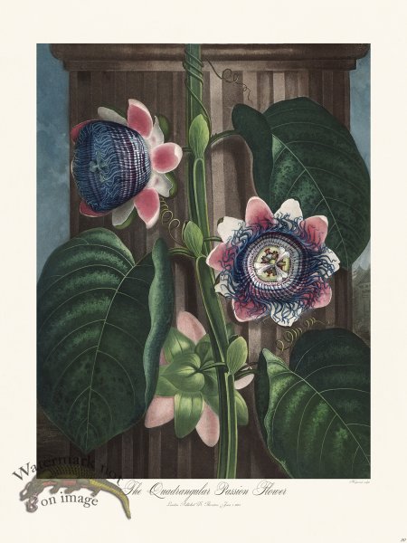 (image for) 20 The Quadrangular Passion Flower