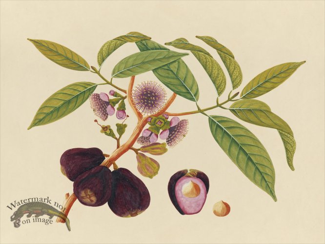 (image for) Far East Fruit and Flowers 05