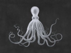 Savigny Octopus Gray