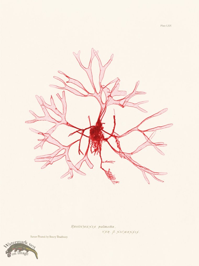 (image for) Bradbury Seaweed 065