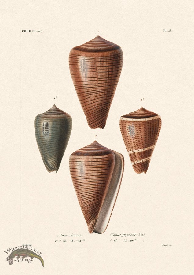 (image for) French Shell 028