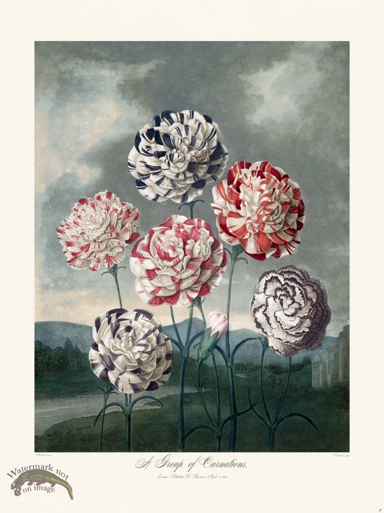 (image for) 08 A Group of Carnations